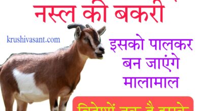 Pashupalan loan लाखों में बिकती है इस नस्ल की बकरी, इसको पालकर बन जाएंगे मालामाल, विदेशों तक है इसके मांस की डिमांड